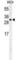 TM2 Domain Containing 3 antibody, abx032496, Abbexa, Western Blot image 