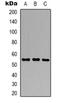 G1 To S Phase Transition 1 antibody, orb318984, Biorbyt, Western Blot image 