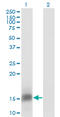 FKBP Prolyl Isomerase 1B antibody, LS-C197225, Lifespan Biosciences, Western Blot image 