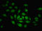 Zinc Finger Protein 366 antibody, LS-C394928, Lifespan Biosciences, Immunofluorescence image 