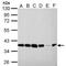 Peroxisomal Biogenesis Factor 19 antibody, NBP2-43544, Novus Biologicals, Western Blot image 
