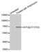 Activating Transcription Factor 2 antibody, abx000109, Abbexa, Western Blot image 