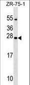 Nucleoredoxin Like 1 antibody, LS-C158437, Lifespan Biosciences, Western Blot image 