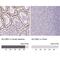 Solute Carrier Family 28 Member 1 antibody, NBP2-30857, Novus Biologicals, Immunohistochemistry paraffin image 