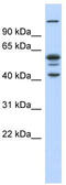 GA Binding Protein Transcription Factor Subunit Beta 1 antibody, TA330091, Origene, Western Blot image 