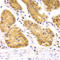 SCO Cytochrome C Oxidase Assembly Protein 2 antibody, LS-C349015, Lifespan Biosciences, Immunohistochemistry frozen image 