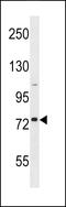 Golgin A8 Family Member H antibody, 60-006, ProSci, Western Blot image 