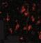 Autophagy Related 12 antibody, NBP1-76860, Novus Biologicals, Immunofluorescence image 