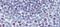 Forkhead Box M1 antibody, 27-216, ProSci, Enzyme Linked Immunosorbent Assay image 