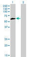 NIMA Related Kinase 3 antibody, LS-C197766, Lifespan Biosciences, Western Blot image 