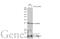 Transcription Factor A, Mitochondrial antibody, GTX112760, GeneTex, Western Blot image 