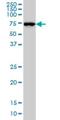 NEDD1 Gamma-Tubulin Ring Complex Targeting Factor antibody, H00121441-M05, Novus Biologicals, Western Blot image 