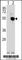 Interferon Regulatory Factor 4 antibody, F42346-0.4ML, NSJ Bioreagents, Western Blot image 