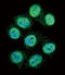 Arachidonate 15-Lipoxygenase antibody, abx033749, Abbexa, Immunofluorescence image 