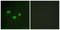 DNA Methyltransferase 3 Beta antibody, LS-B5671, Lifespan Biosciences, Immunofluorescence image 