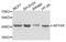 Neuropeptide Y receptor type 4 antibody, A10006, Boster Biological Technology, Western Blot image 