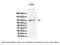 Male Germ Cell Associated Kinase antibody, 25-754, ProSci, Western Blot image 