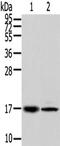 Trafficking Regulator Of GLUT4 (SLC2A4) 1 antibody, TA351877, Origene, Western Blot image 