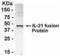 Interleukin 21 antibody, XW-8154, ProSci, Enzyme Linked Immunosorbent Assay image 