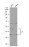 Lipase A, Lysosomal Acid Type antibody, NBP2-19360, Novus Biologicals, Western Blot image 