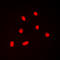 Actin Like 6A antibody, LS-C353877, Lifespan Biosciences, Immunofluorescence image 