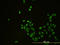 CD58 Molecule antibody, LS-B5386, Lifespan Biosciences, Immunofluorescence image 