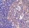 Phosphoinositide-3-Kinase Regulatory Subunit 5 antibody, LS-C163729, Lifespan Biosciences, Immunohistochemistry frozen image 