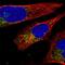 Apolipoprotein E antibody, HPA065539, Atlas Antibodies, Immunofluorescence image 