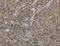 Colipase antibody, LS-C404826, Lifespan Biosciences, Immunohistochemistry frozen image 