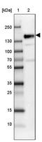 Serine/arginine repetitive matrix protein 1 antibody, PA5-62100, Invitrogen Antibodies, Western Blot image 