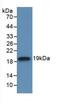 Interleukin 18 Binding Protein antibody, abx131945, Abbexa, Western Blot image 