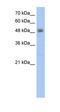 Radical S-Adenosyl Methionine Domain Containing 2 antibody, orb325034, Biorbyt, Western Blot image 