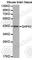 Growth Associated Protein 43 antibody, A2476, ABclonal Technology, Western Blot image 