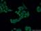 Cysteine Rich Protein 2 antibody, 14801-1-AP, Proteintech Group, Immunofluorescence image 