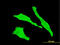Trans-Golgi network integral membrane protein 2 antibody, LS-C133654, Lifespan Biosciences, Immunofluorescence image 