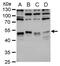 LIM Domain Binding 1 antibody, PA5-21577, Invitrogen Antibodies, Western Blot image 