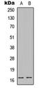 Caspase 9 antibody, LS-C358444, Lifespan Biosciences, Western Blot image 