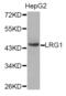 Leucine Rich Alpha-2-Glycoprotein 1 antibody, abx003920, Abbexa, Western Blot image 