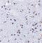 Thymic Stromal Lymphopoietin antibody, PA5-20319, Invitrogen Antibodies, Immunohistochemistry paraffin image 