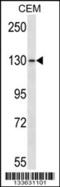 Glutamate Metabotropic Receptor 1 antibody, 57-210, ProSci, Western Blot image 