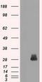 FOS Like 1, AP-1 Transcription Factor Subunit antibody, MA5-24973, Invitrogen Antibodies, Western Blot image 