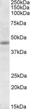 Translocase Of Inner Mitochondrial Membrane 50 antibody, LS-C55595, Lifespan Biosciences, Western Blot image 