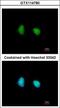 SWI/SNF Related, Matrix Associated, Actin Dependent Regulator Of Chromatin, Subfamily D, Member 1 antibody, GTX114780, GeneTex, Immunofluorescence image 