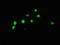 ATP Citrate Lyase antibody, LS-C395428, Lifespan Biosciences, Immunofluorescence image 