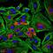 Actin Gamma 2, Smooth Muscle antibody, NB600-535, Novus Biologicals, Immunofluorescence image 