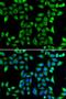 Sarcoglycan Delta antibody, orb247720, Biorbyt, Immunofluorescence image 