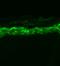 Sodium Voltage-Gated Channel Alpha Subunit 9 antibody, LS-C230754, Lifespan Biosciences, Immunofluorescence image 