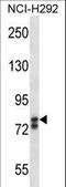 SRY-Box 30 antibody, LS-C161403, Lifespan Biosciences, Western Blot image 