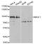 Nuclear Receptor Subfamily 3 Group C Member 1 antibody, A2164, ABclonal Technology, Western Blot image 