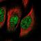 Sprouty Related EVH1 Domain Containing 1 antibody, NBP1-89836, Novus Biologicals, Immunofluorescence image 